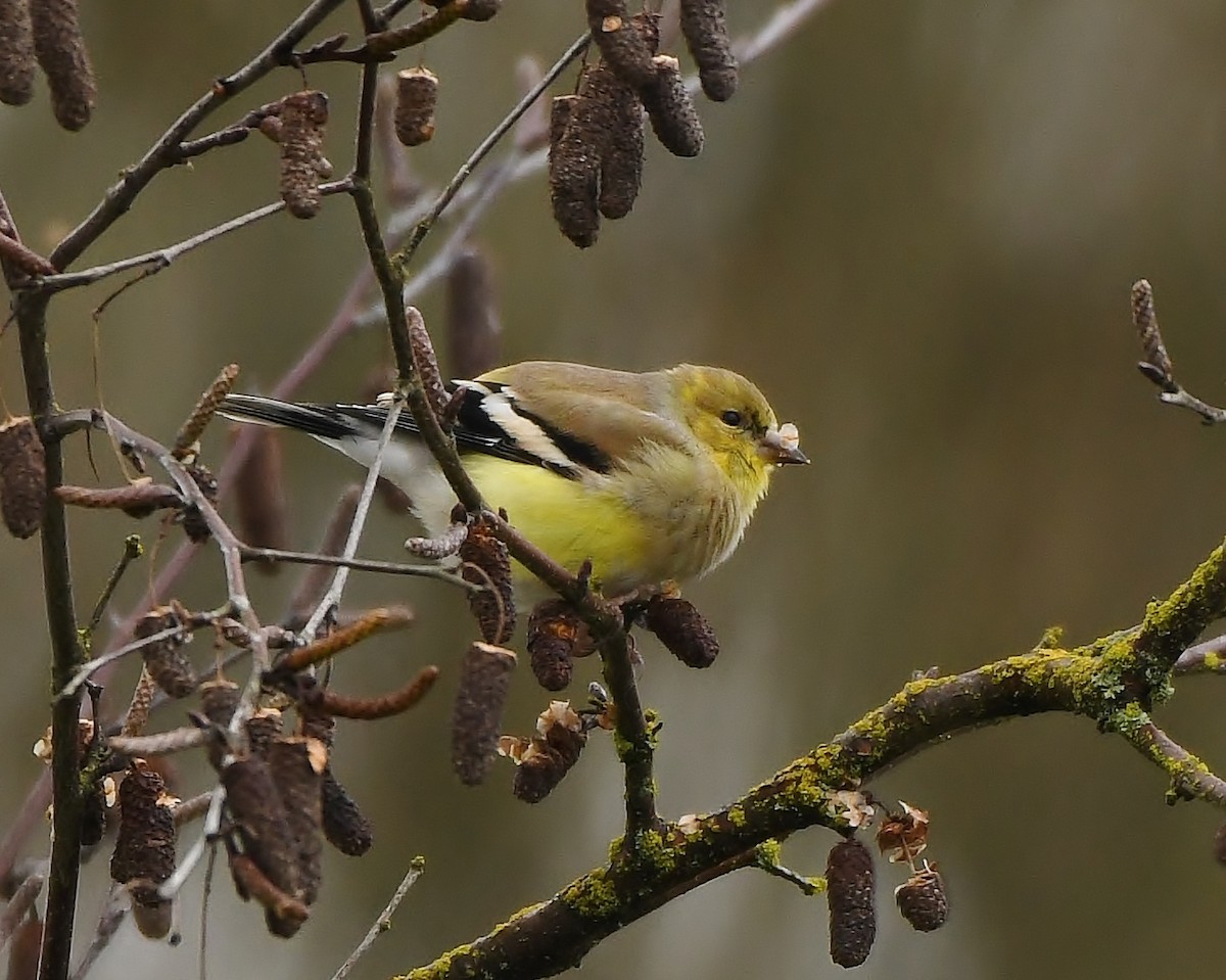 Chardonneret jaune - ML140667271