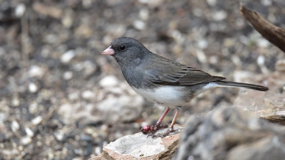 Dark-eyed Junco (Slate-colored) - ML140667421