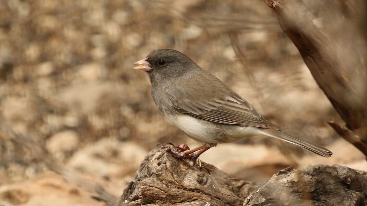 Dark-eyed Junco (Slate-colored) - ML140667531