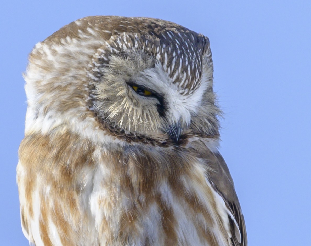 Northern Saw-whet Owl - ML140668311