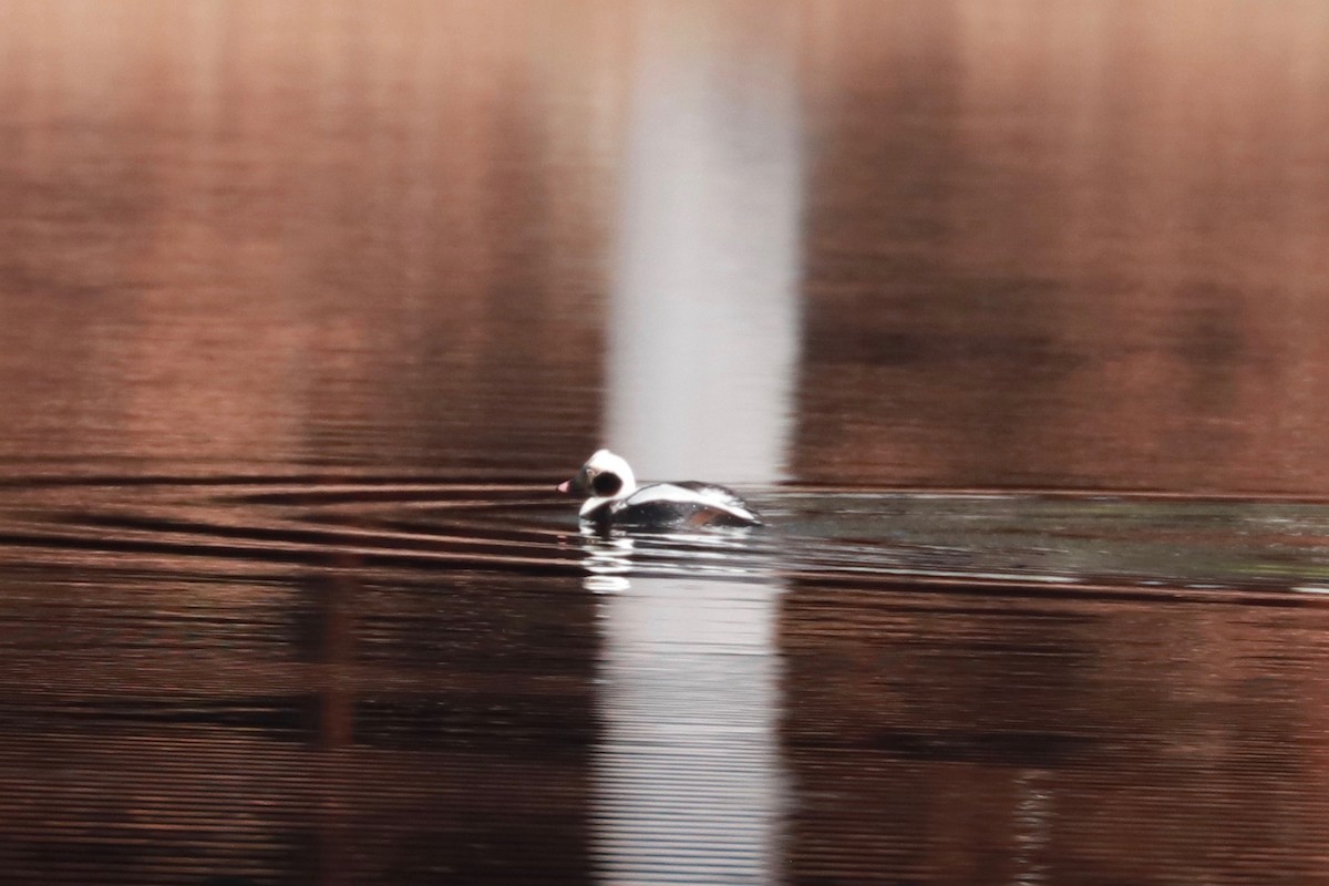 Long-tailed Duck - ML140668851