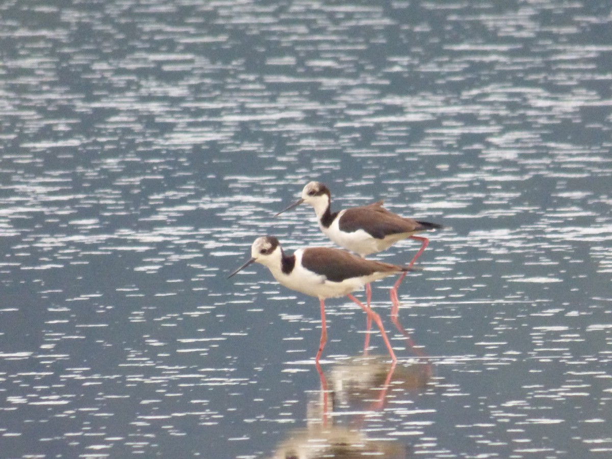 Black-necked Stilt - ML140669681