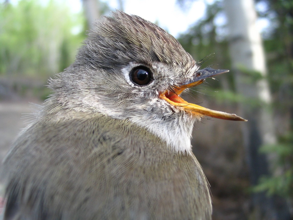 Dusky Flycatcher - Yukon Bird Club Historical Data