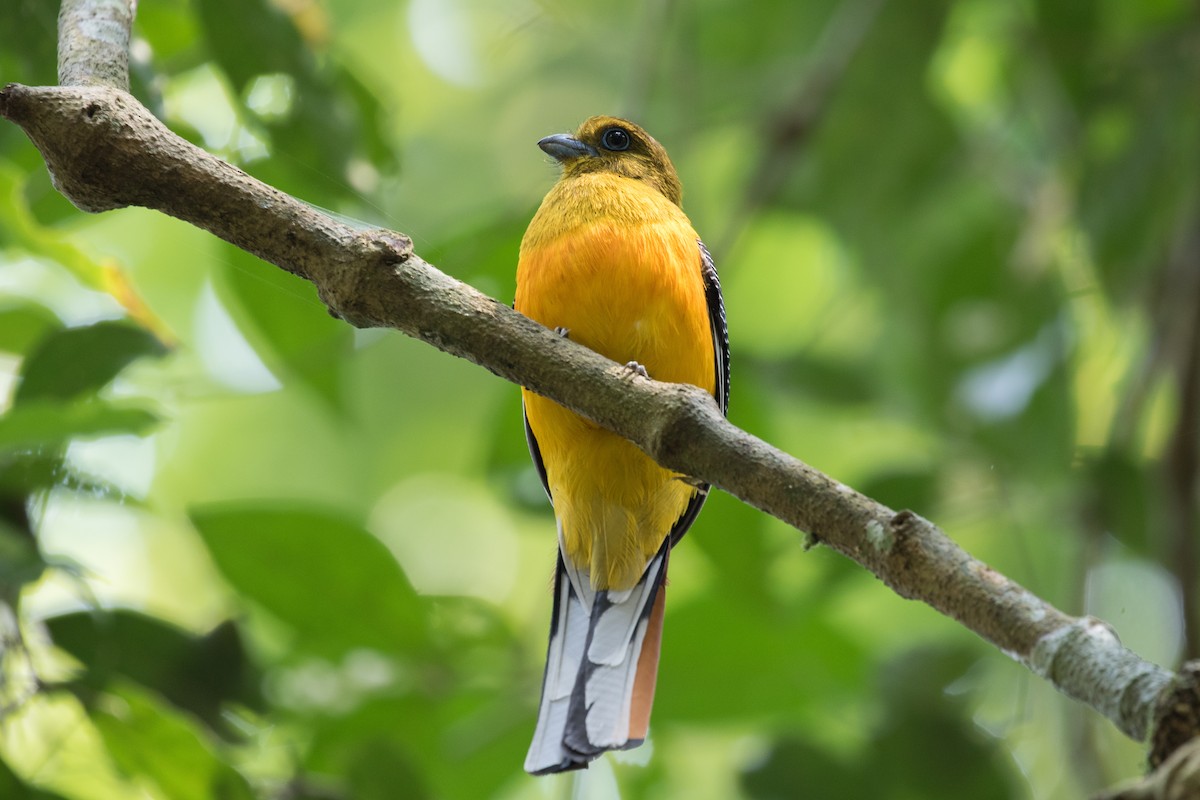 trogon oranžovoprsý - ML140671461