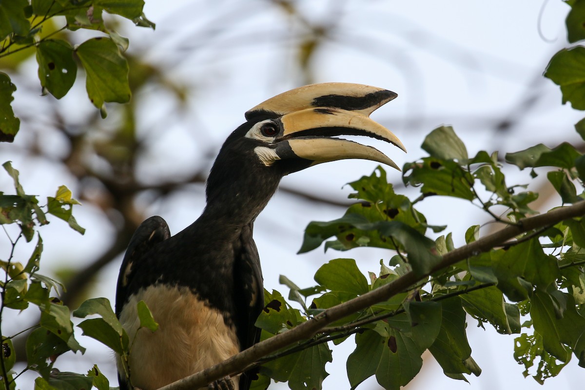 Oriental Pied-Hornbill - Blair Dudeck