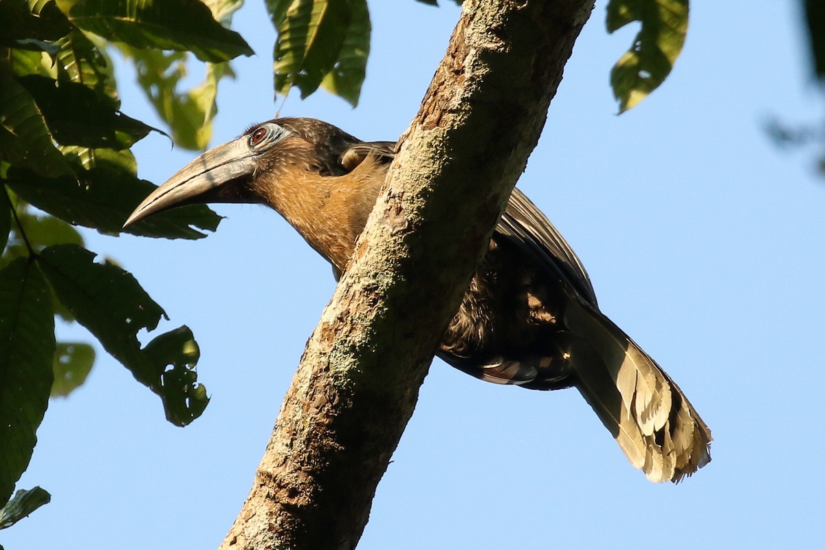 Rusty-cheeked Hornbill - ML140671691