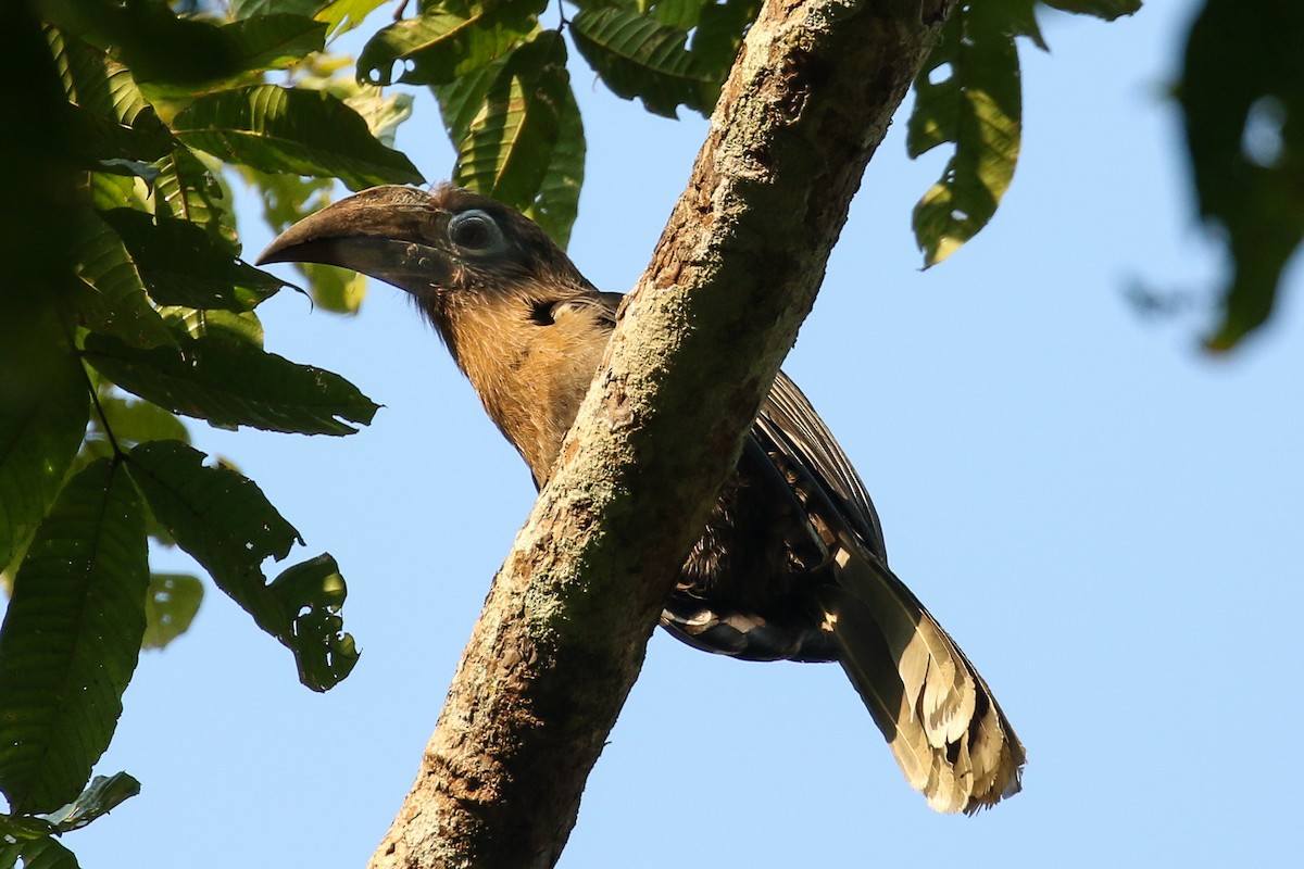 Rusty-cheeked Hornbill - ML140671711