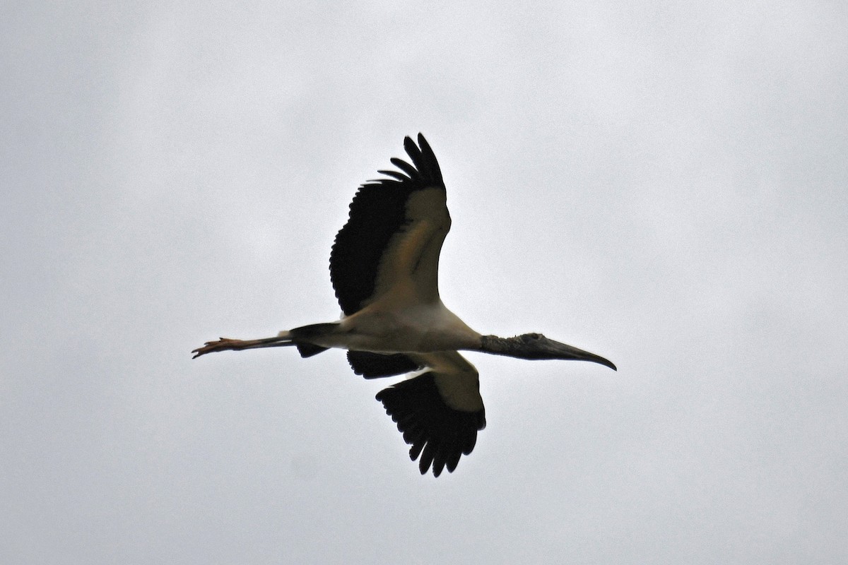 Wood Stork - ML140671781