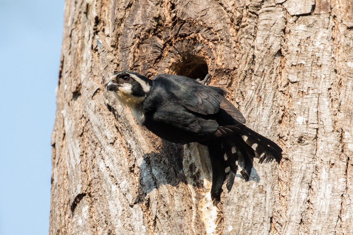 Black-thighed Falconet - ML140671901