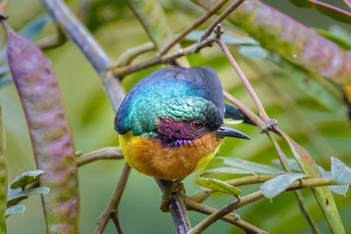 Ruby-cheeked Sunbird - Blair Dudeck