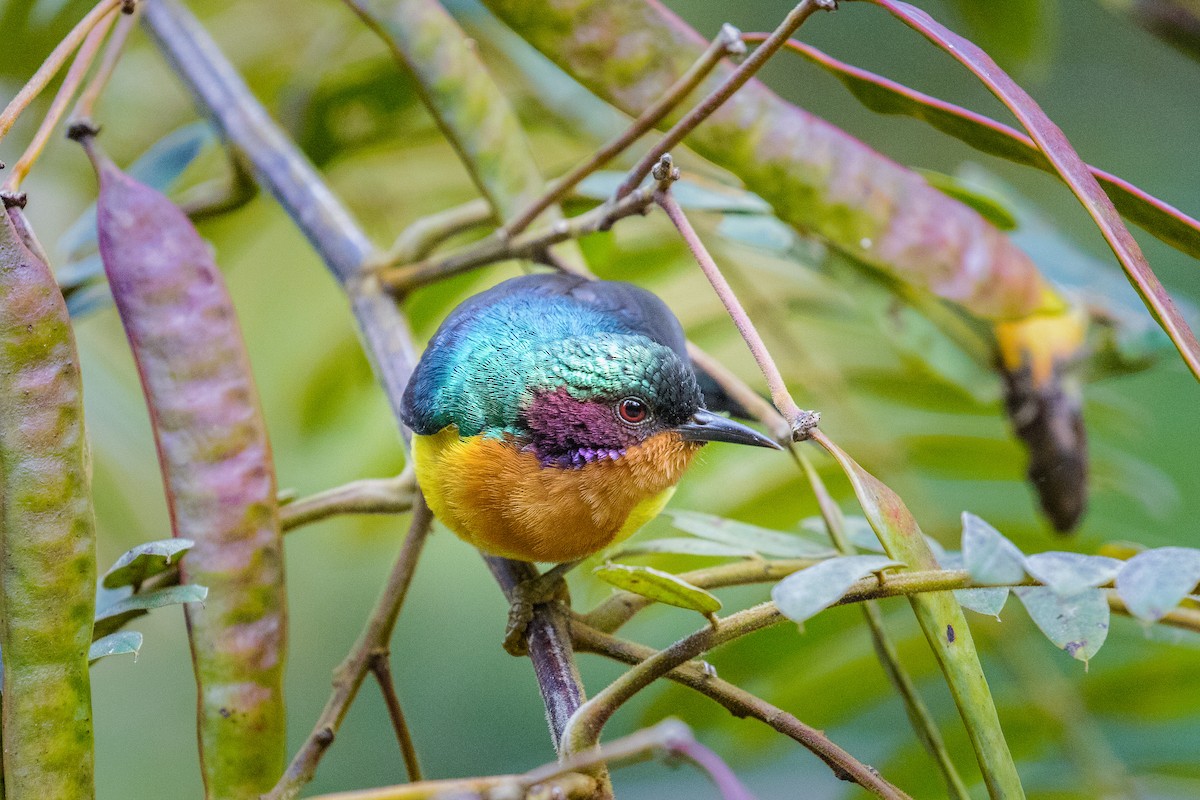 Ruby-cheeked Sunbird - ML140672141