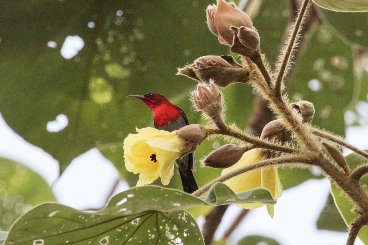 Crimson Sunbird - ML140672481