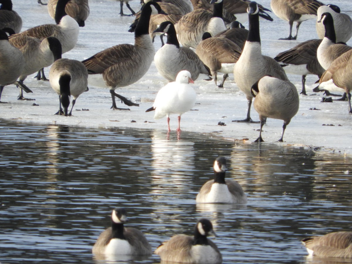 Ross's Goose - ML140672871