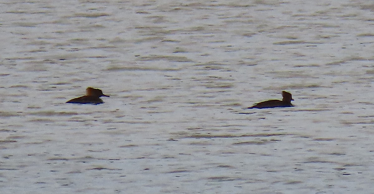 Hooded Merganser - ML140673101