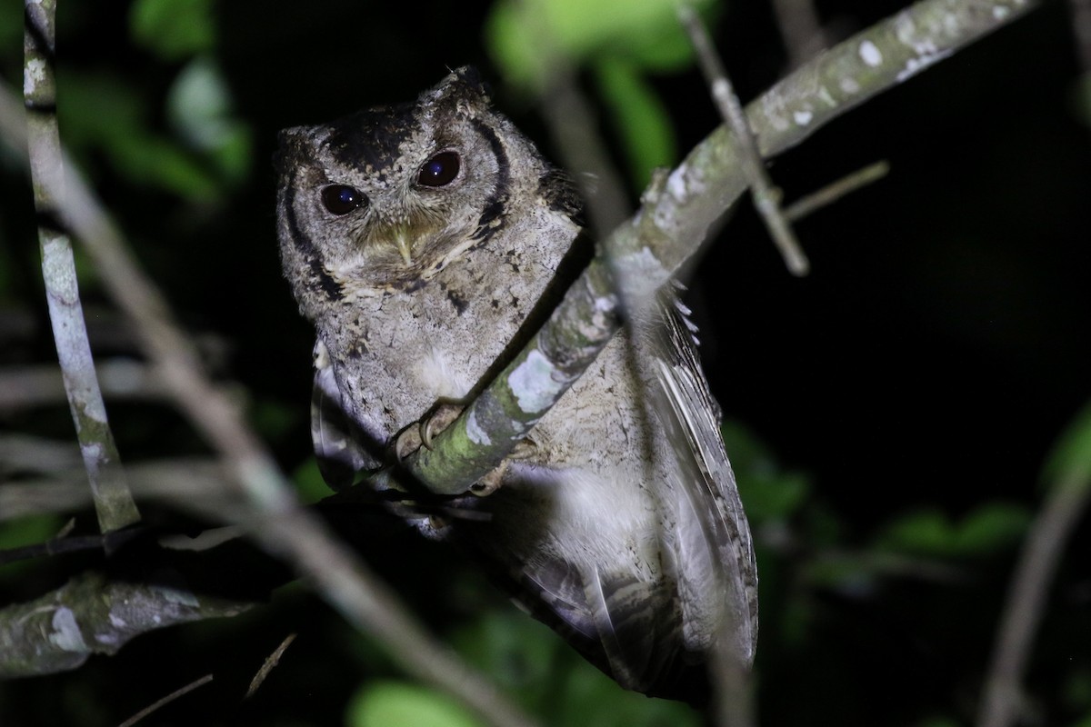 Collared Scops-Owl - ML140673911