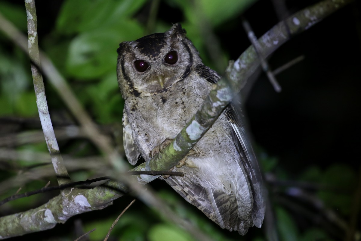 Collared Scops-Owl - ML140673921