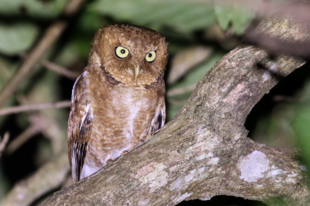 Mountain Scops-Owl - Blair Dudeck