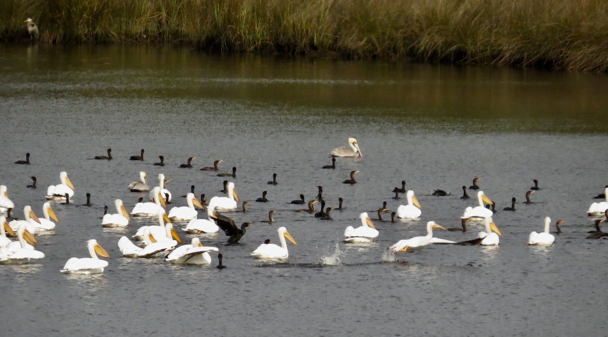 American White Pelican - ML140674361