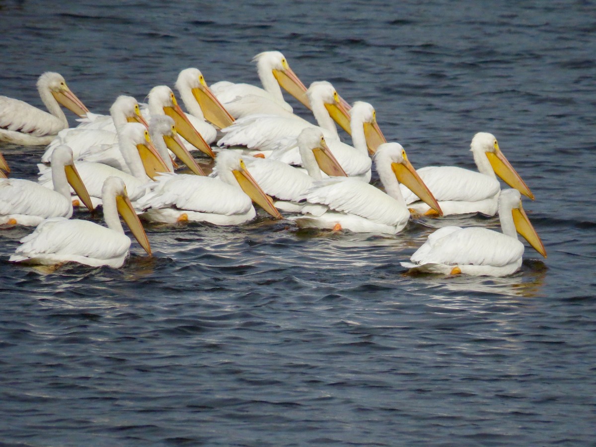 American White Pelican - Holly Cox