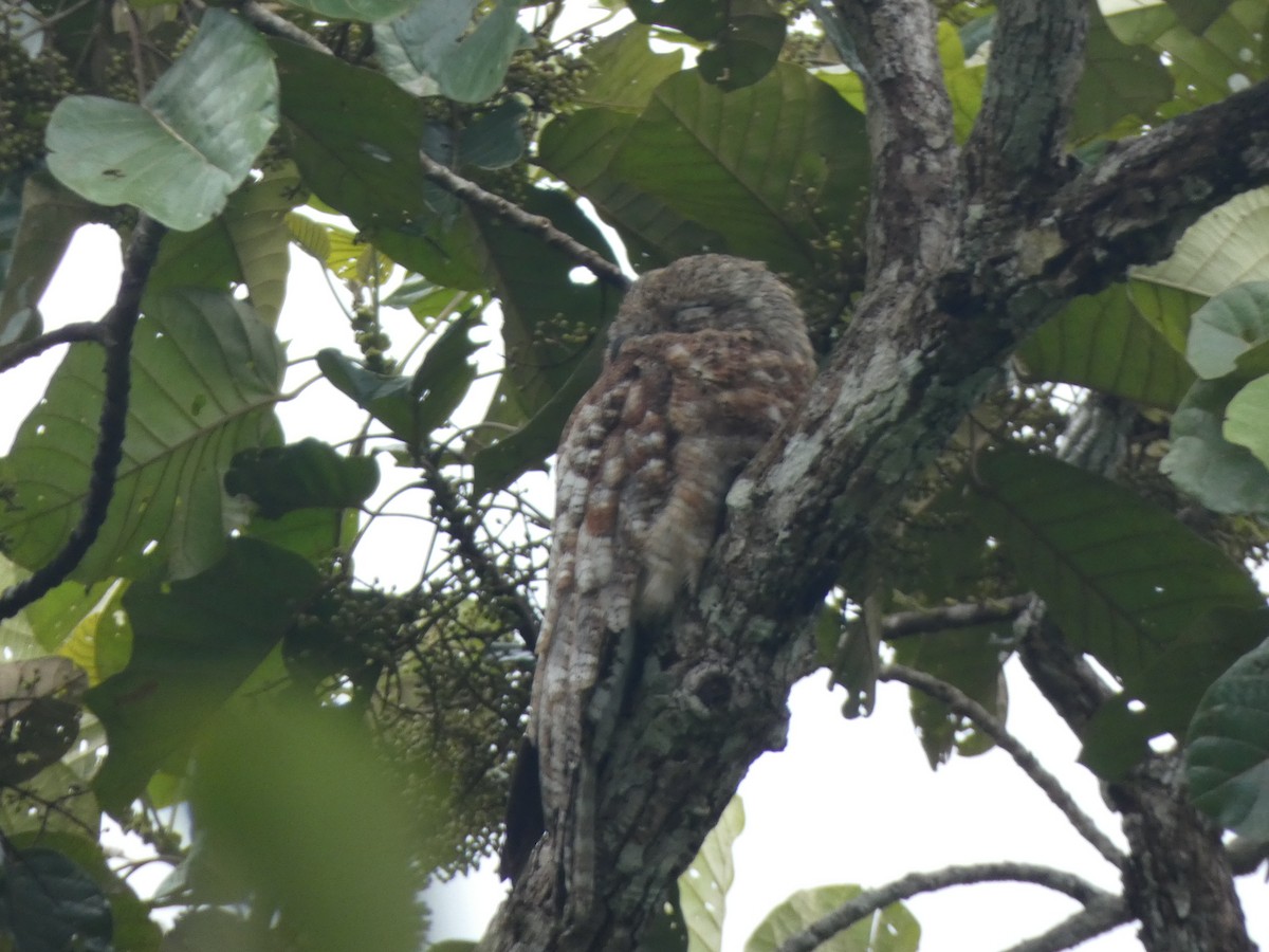 Great Potoo - ML140674441