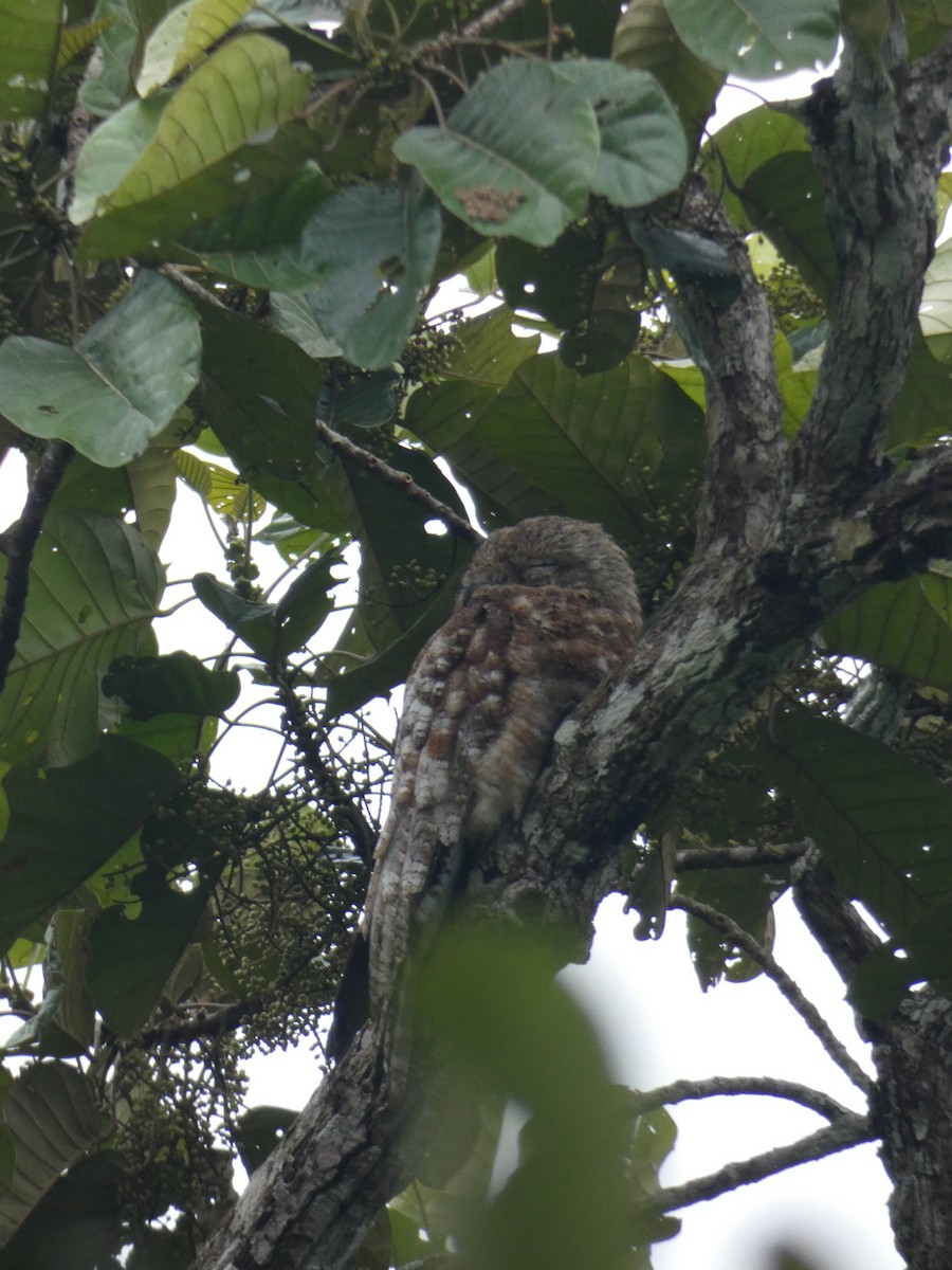 Great Potoo - ML140674461