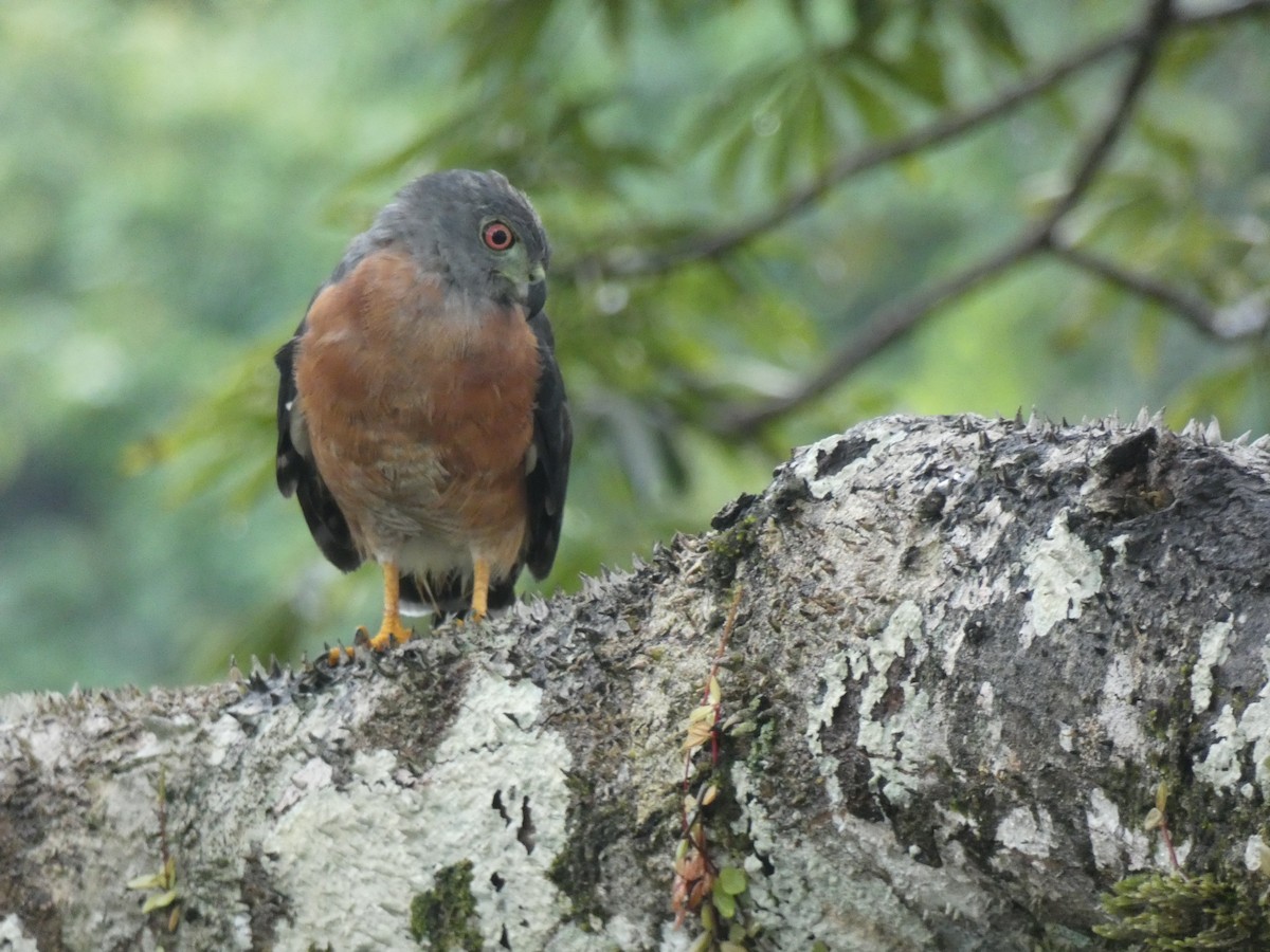 Double-toothed Kite - ML140674901