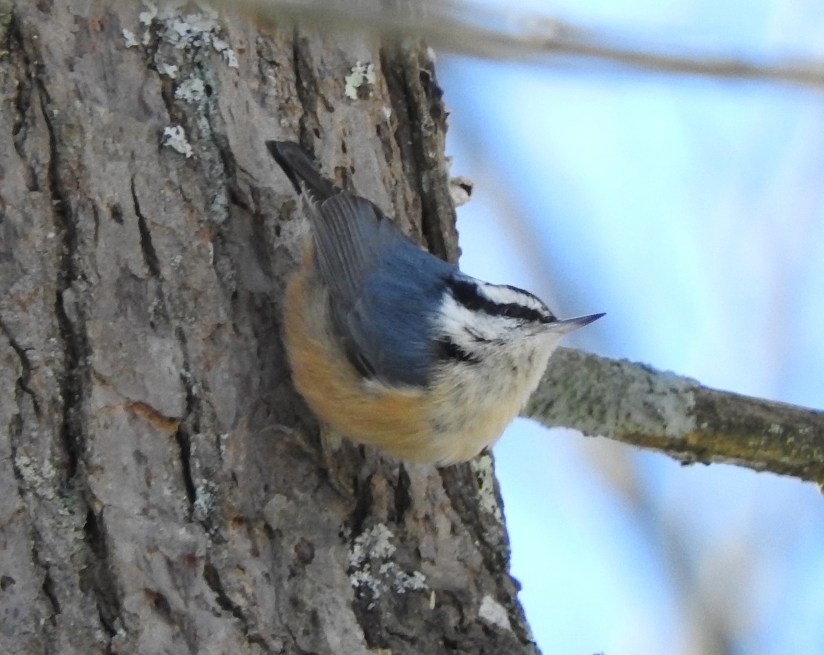 Red-breasted Nuthatch - ML140674931