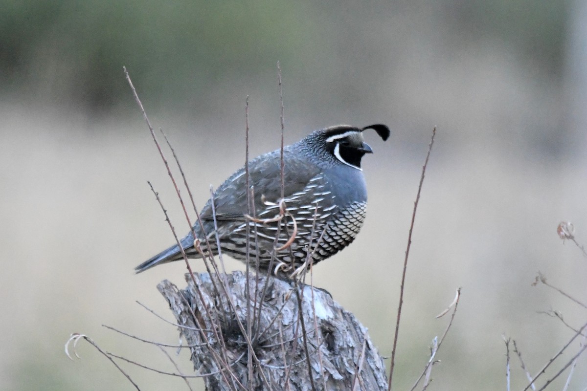 California Quail - Dan Bormann