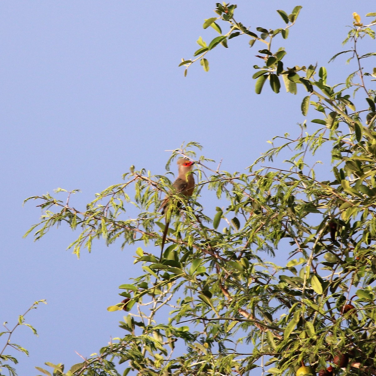 Red-faced Mousebird - ML140675031