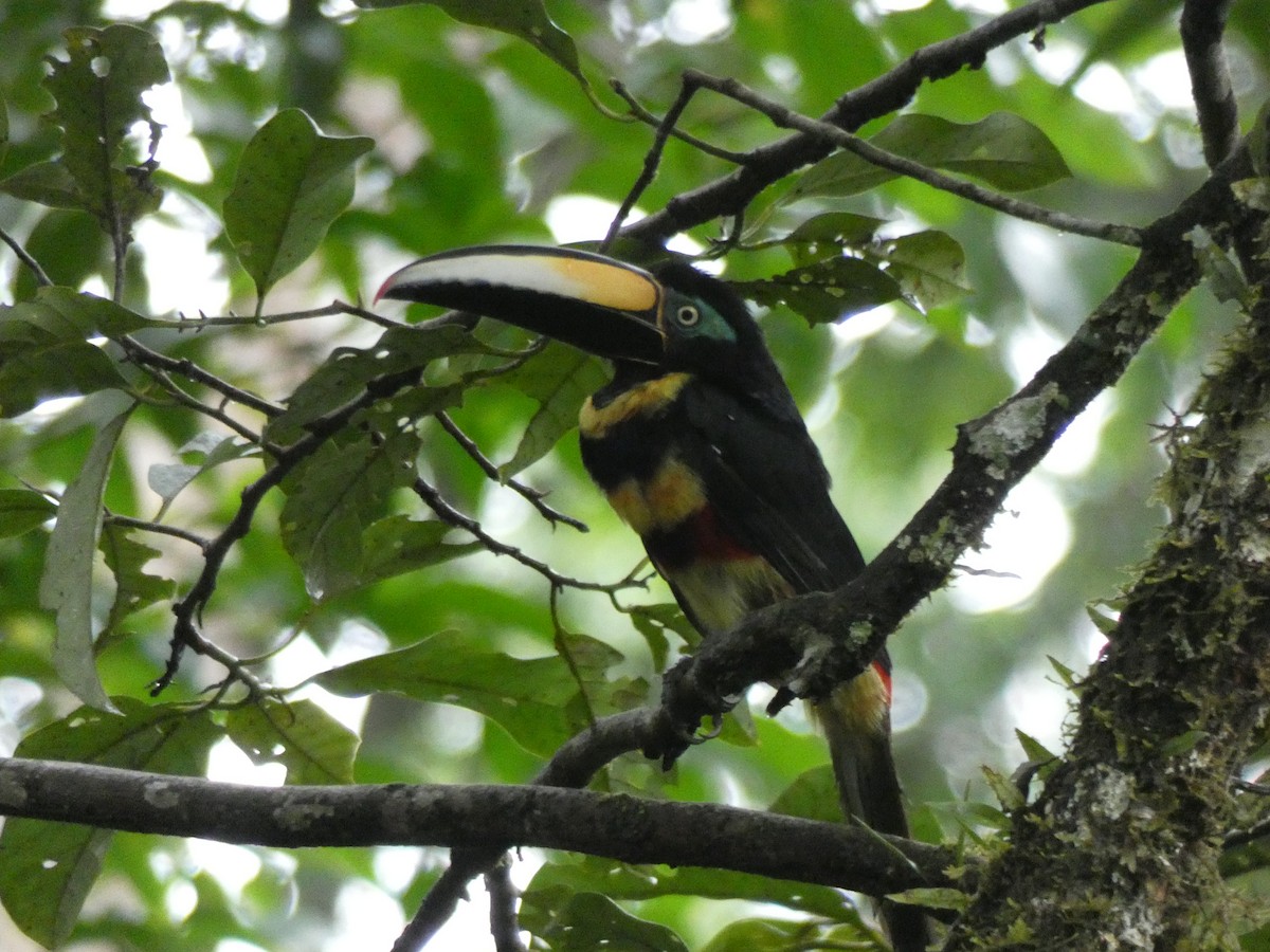 Many-banded Aracari - ML140675081