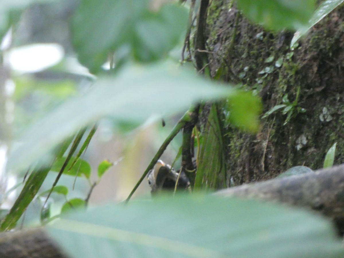 Many-banded Aracari - ML140675111