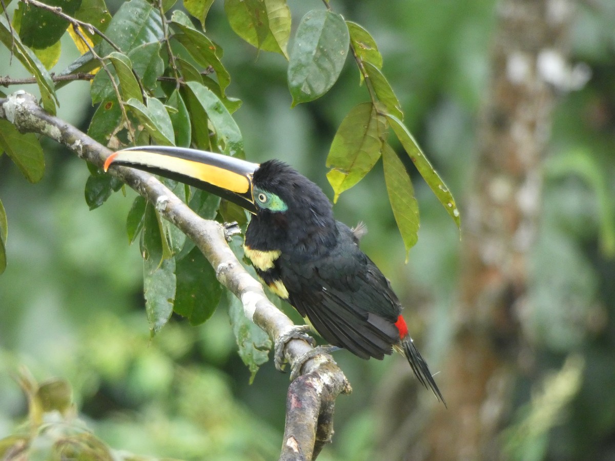 Many-banded Aracari - Mike Cadman