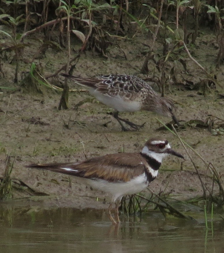 Bairdstrandläufer - ML140675431