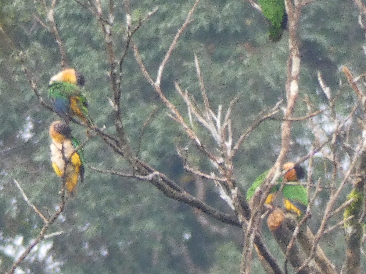 Black-headed Parrot - ML140675571