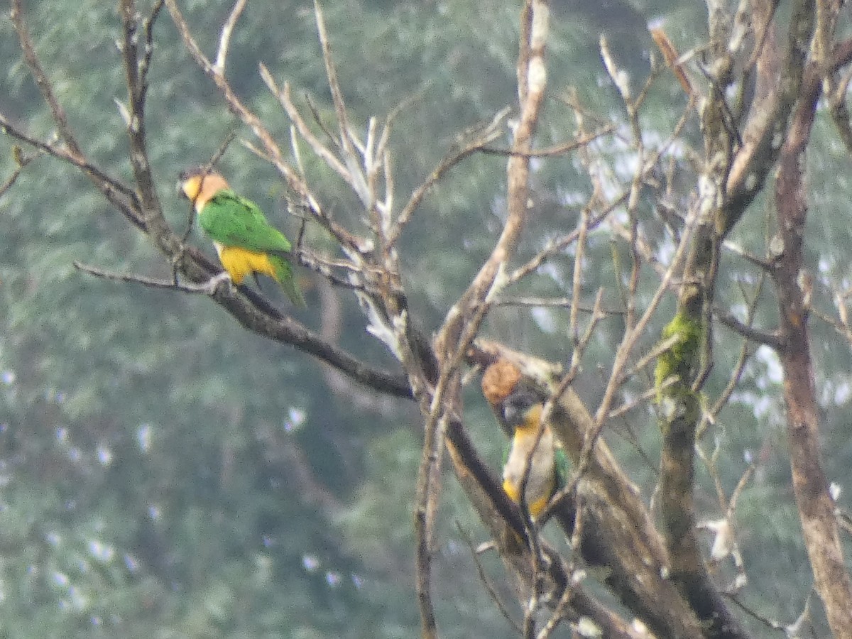 Black-headed Parrot - ML140675581