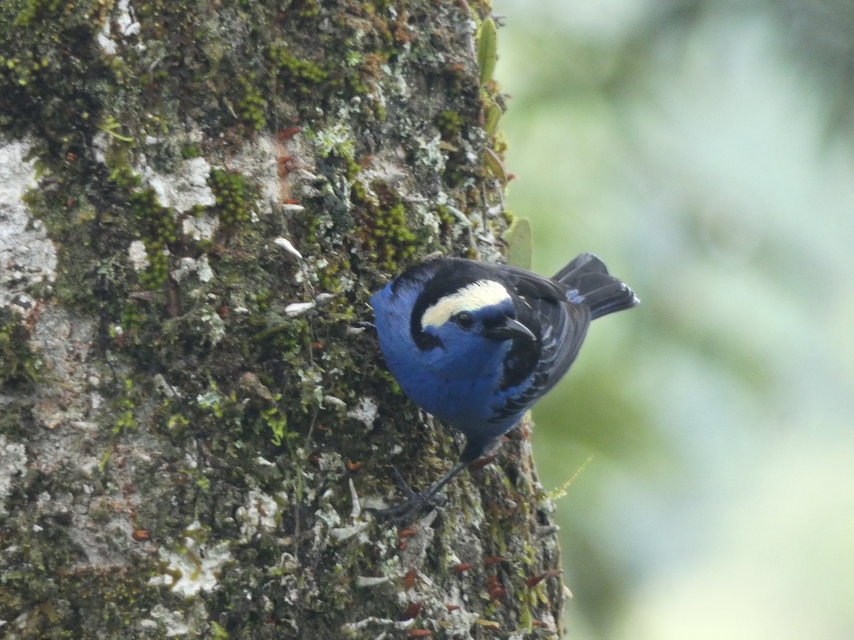 Opal-crowned Tanager - ML140676141