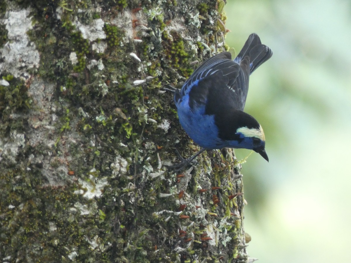 Opal-crowned Tanager - ML140676161