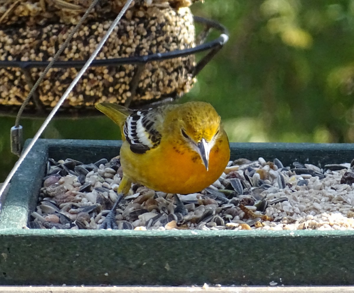 Oriole de Baltimore - ML140676611