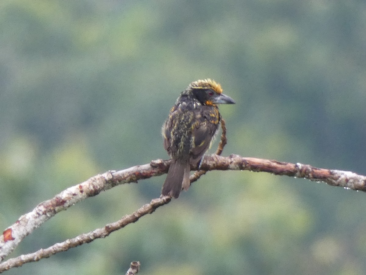 Gilded Barbet - ML140676701