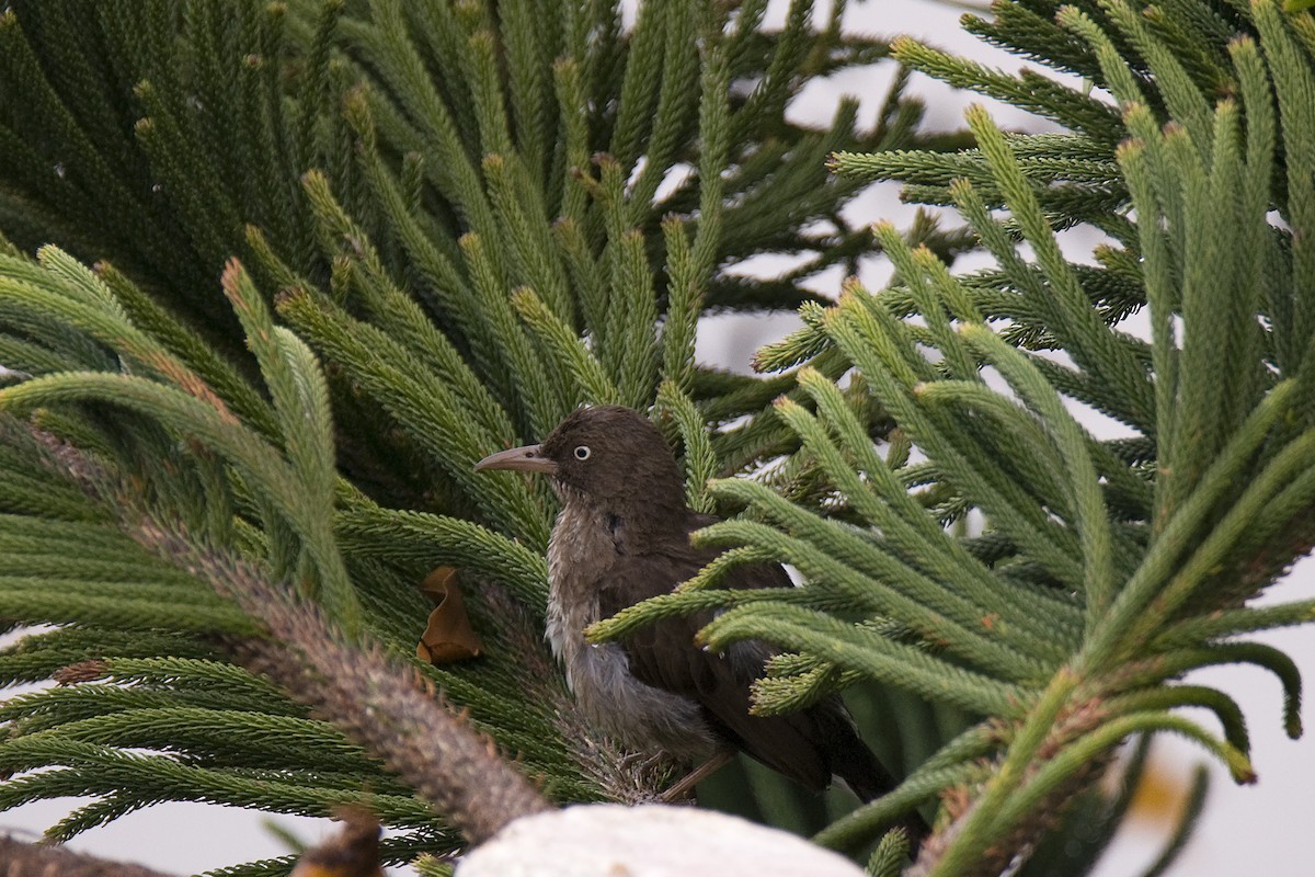 Pearly-eyed Thrasher - ML140677331