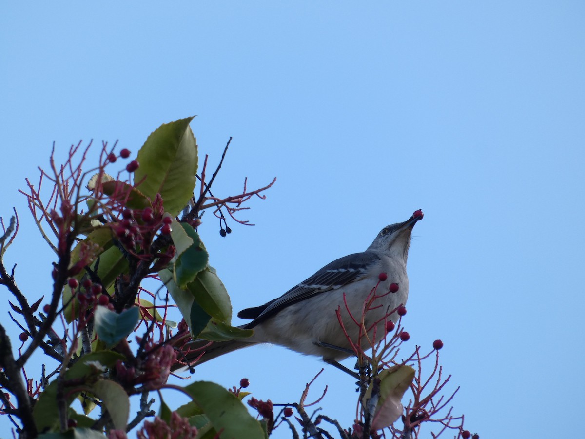 Northern Mockingbird - ML140678381