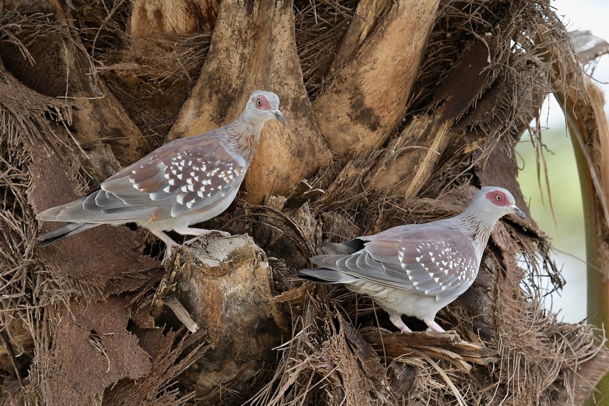 Speckled Pigeon - ML140679621