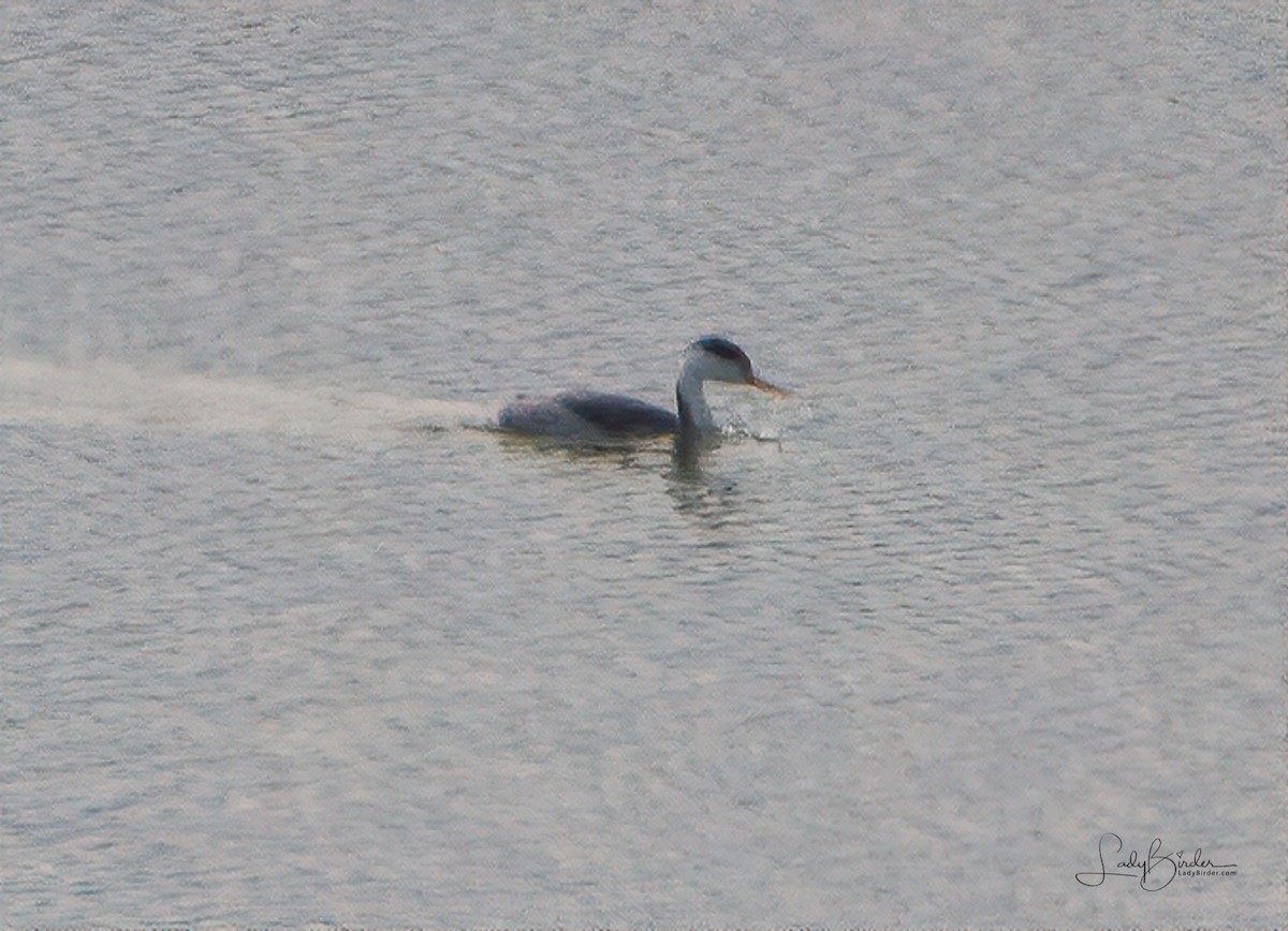 Clark's Grebe - ML140680501