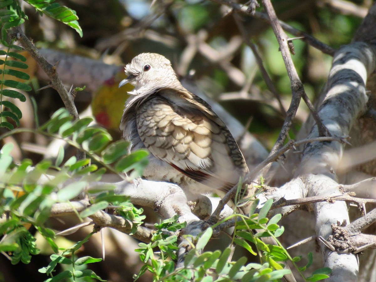 Inca Dove - Gord Dubois