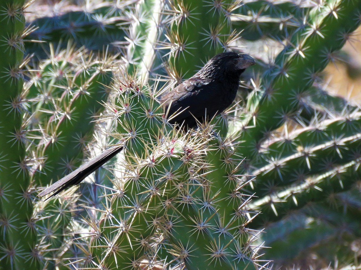 Groove-billed Ani - Gord Dubois