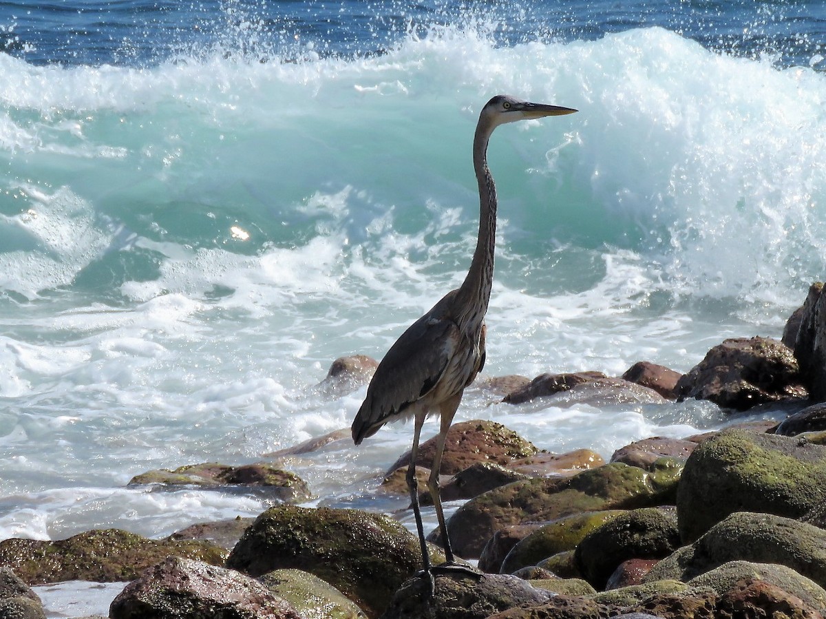 Great Blue Heron - ML140680771