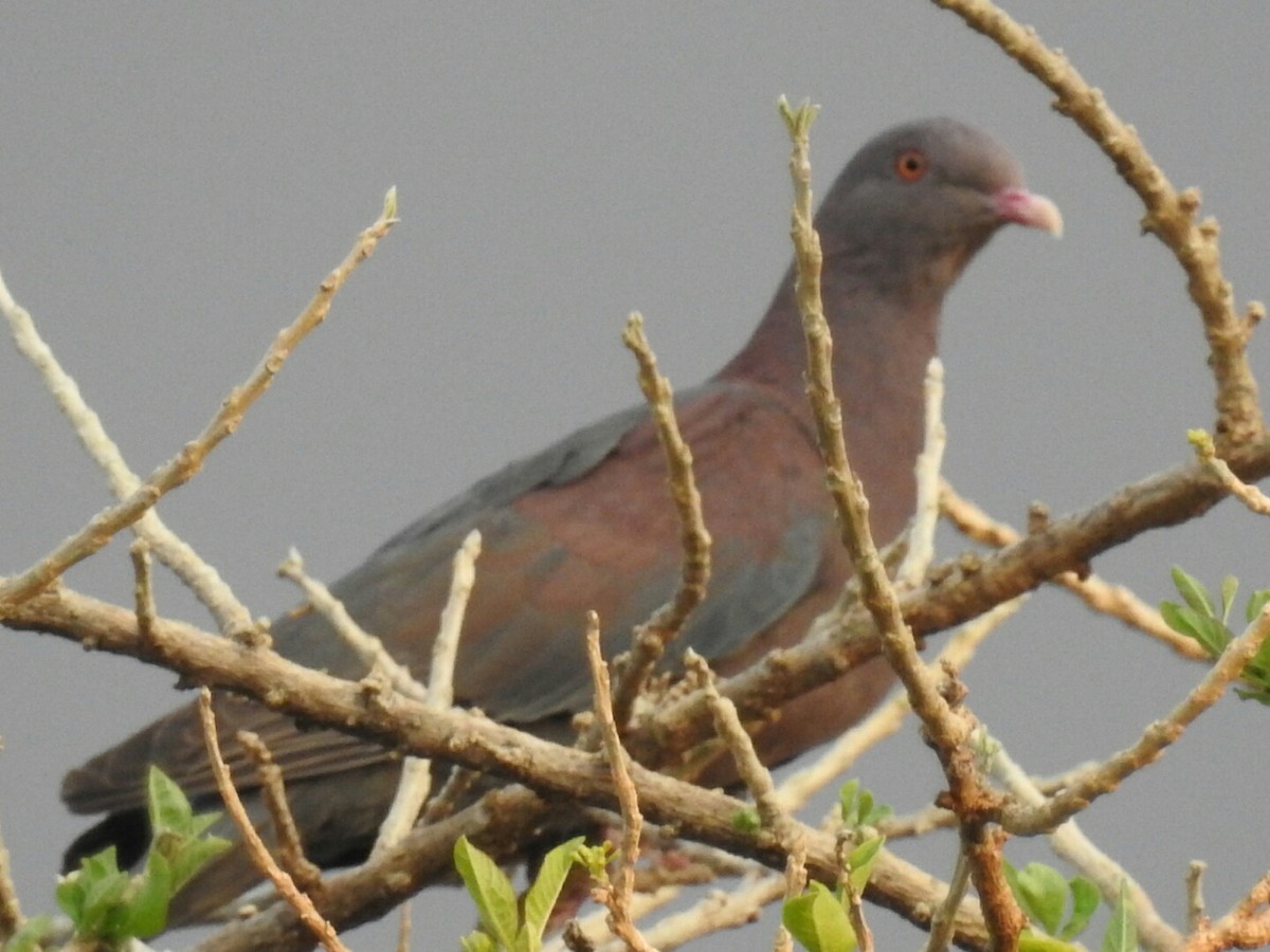 Red-billed Pigeon - ML140680861