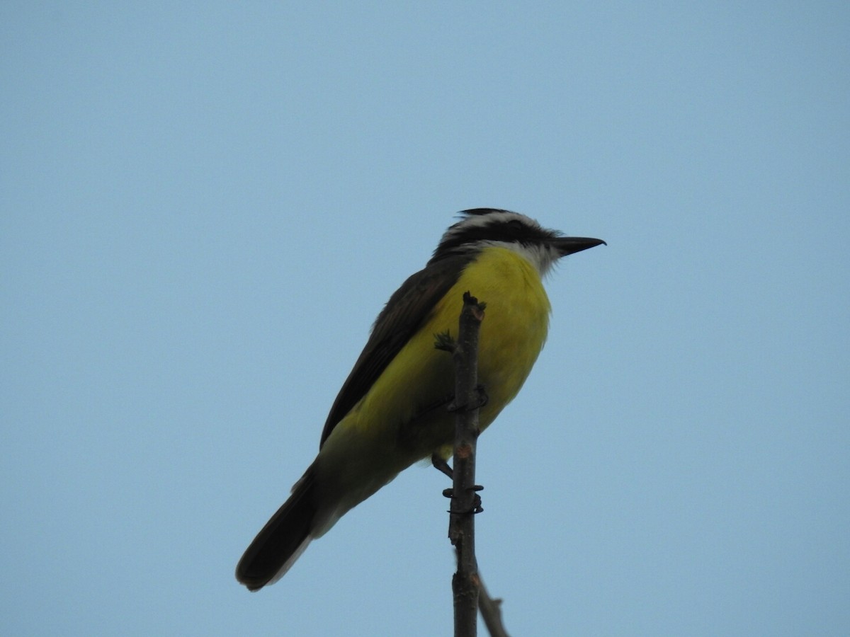 Great Kiskadee - ML140681051