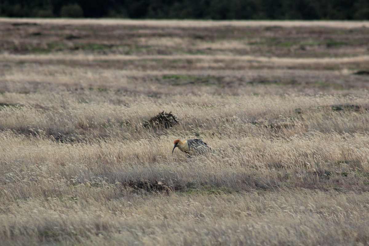 Black-faced Ibis - ML140681101