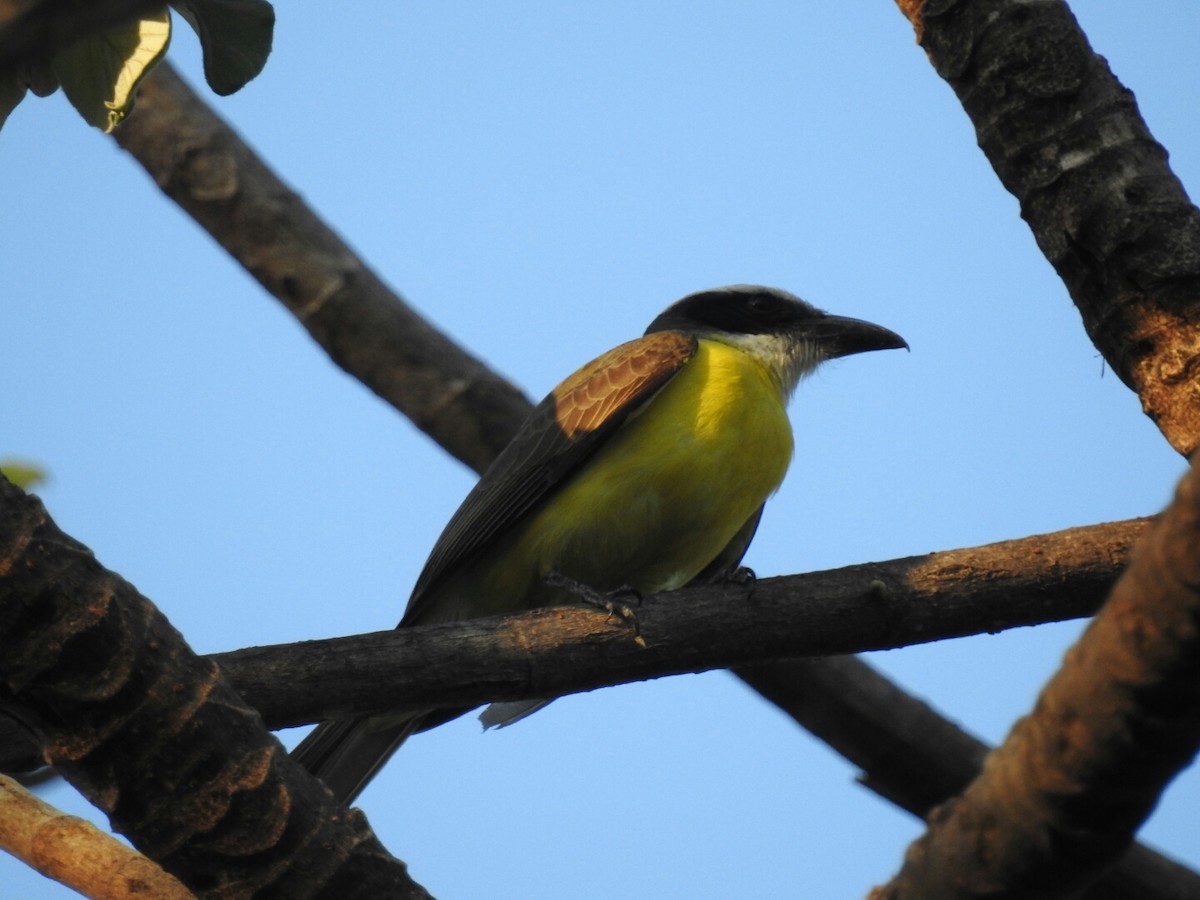 Boat-billed Flycatcher - ML140681131